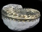 Pyritized Pleuroceras Ammonite - Germany #42754-1